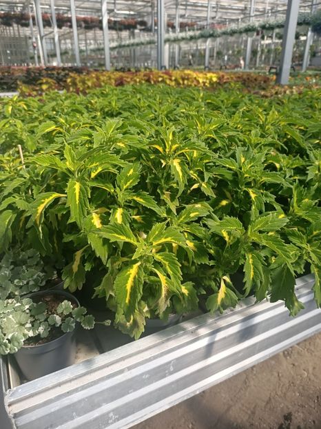 Img.2025.05.01 - Magazinul 5