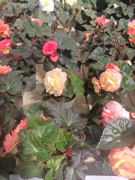 Img.2025.05.01 - Magazinul 5