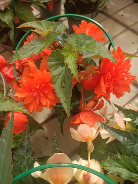 Img.2025.05.01 - Magazinul 5