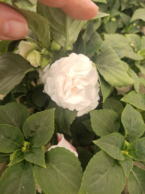 Img.2025.05.01 - Magazinul 5