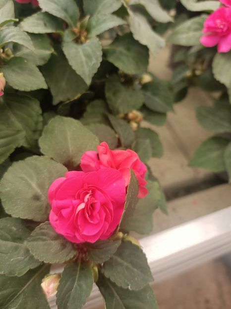 Img.2025.05.01 - Magazinul 5