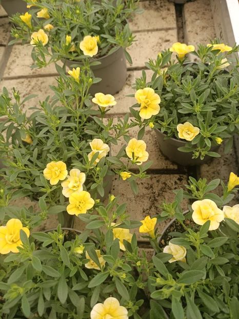 Img.2025.05.01 - Magazinul 5