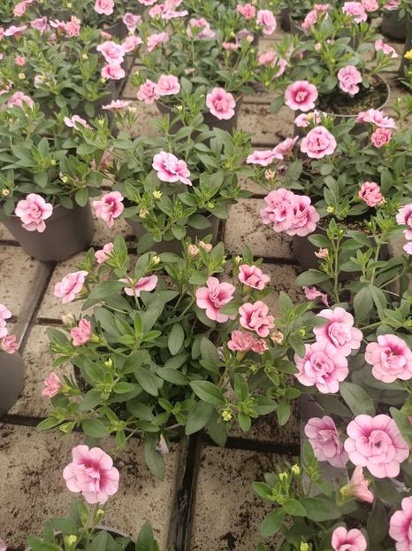 Img.2025.05.01 - Magazinul 5