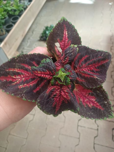 Img.2025.05.01 - Magazinul 5