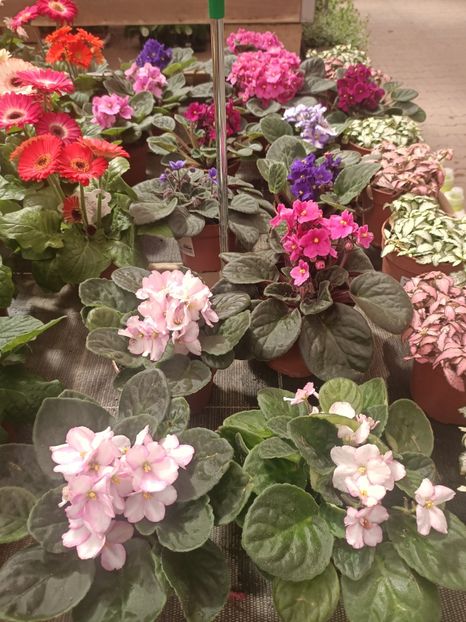 Img.2025.05.01 - Magazinul 5