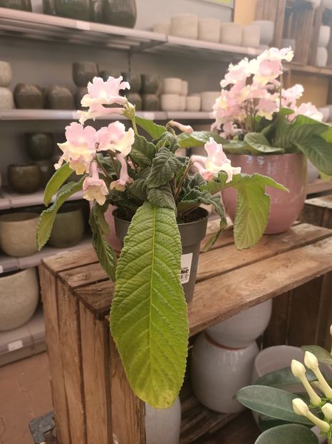 Img.2025.05.01 - Magazinul 5