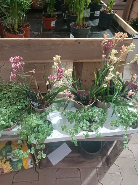 Img.2025.05.01 - Magazinul 5