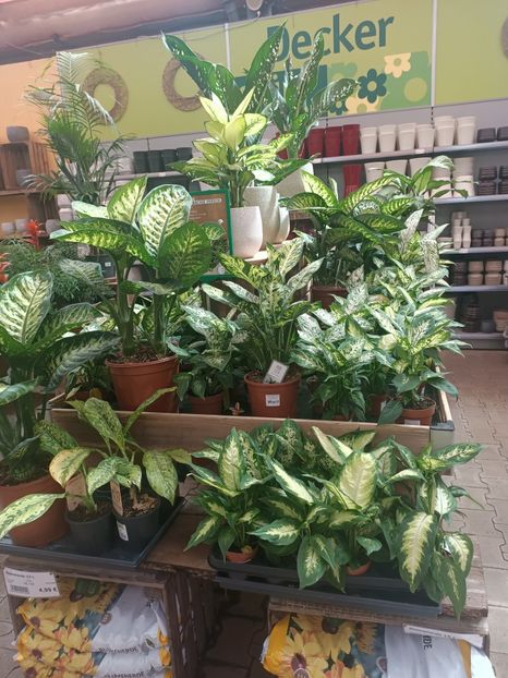 Img.2025.05.01 - Magazinul 5