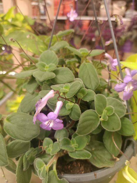 Img.2025.05.01 - Magazinul 5