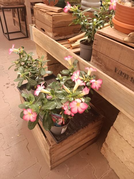 Img.2025.05.01 - Magazinul 5