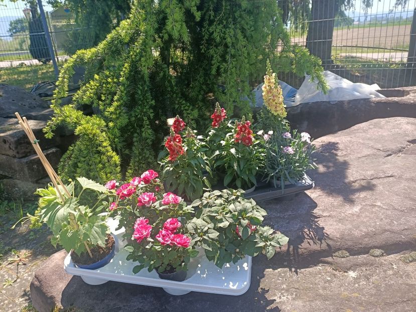 Img.2025.05.01 - Magazinul 5