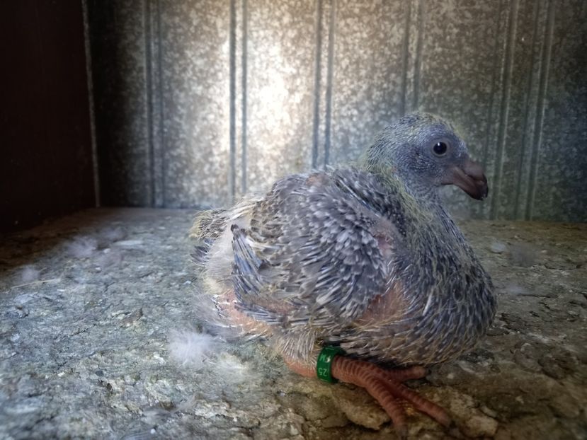  - American GIANT HOMER PUI 2025