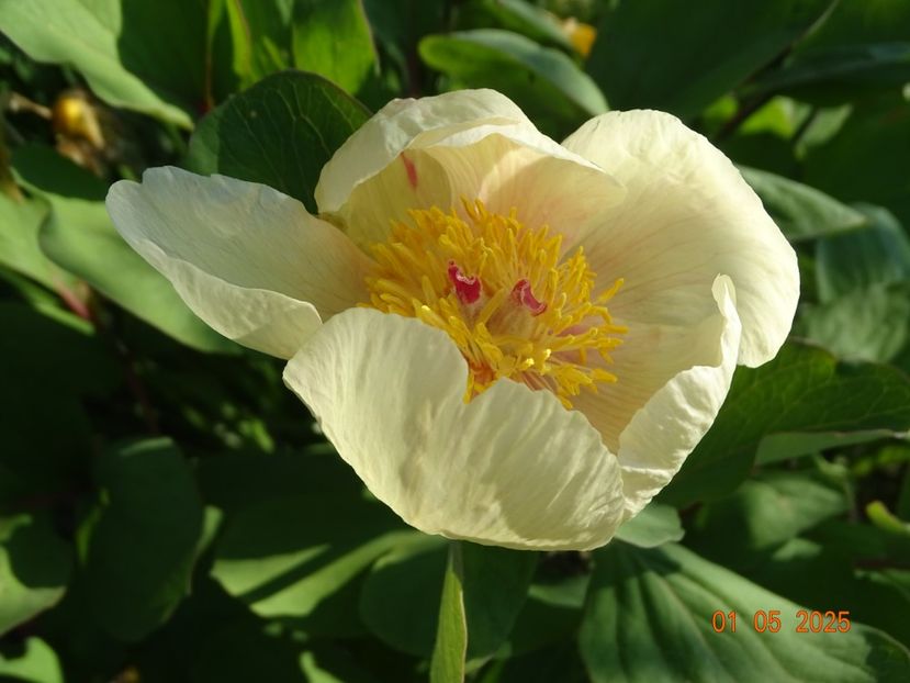 paeonia mlokosewitschii - Bujori 2025- Dobarland