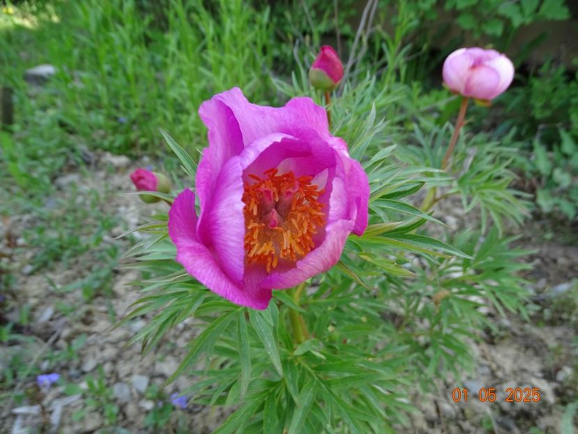 paeonia tenuifolia x mlokosewitschii - Bujori 2025- Dobarland