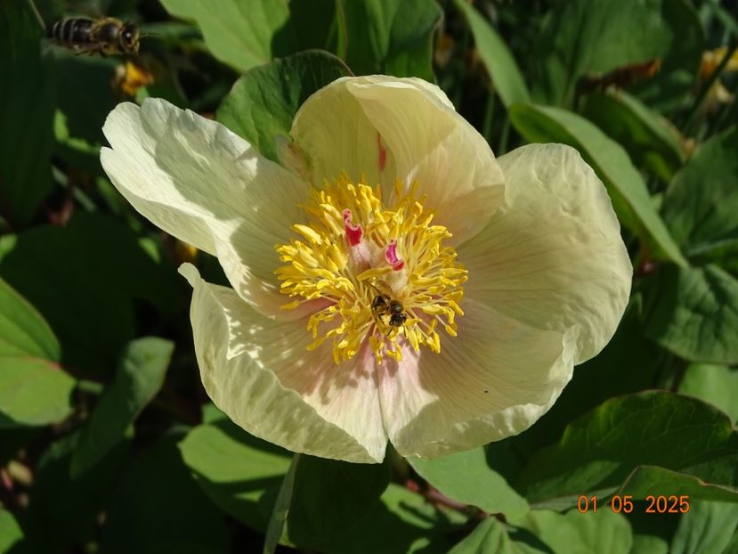 paeonia mlokosewitschii - Bujori 2025- Dobarland