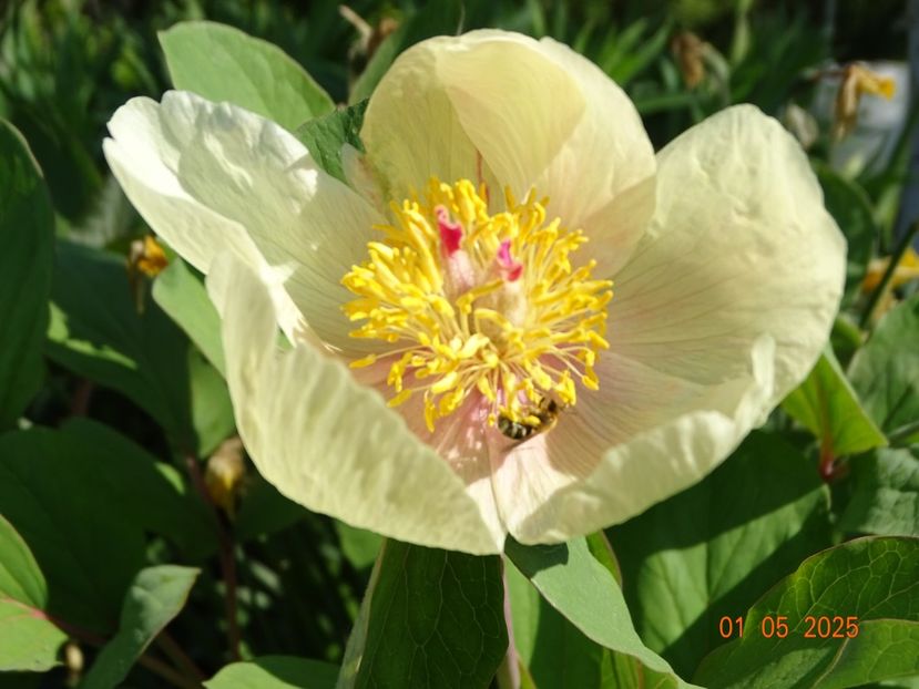 paeonia mlokosewitschii - Bujori 2025- Dobarland