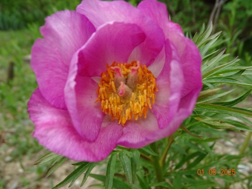 paeonia tenuifolia x mlokosewitschii hybrid - Bujori 2025- Dobarland