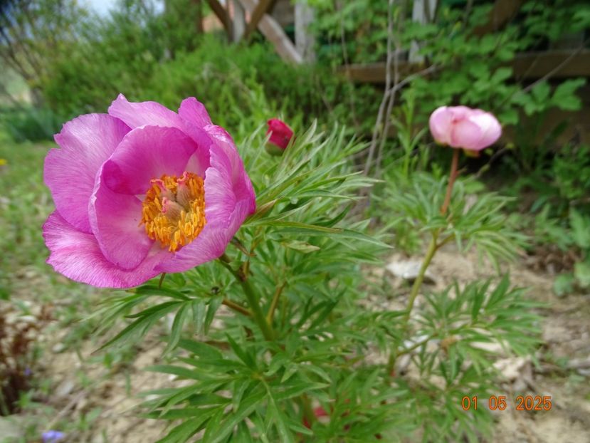 paeonia tenuifolia x mlokosewitschii hybrid - Bujori 2025- Dobarland