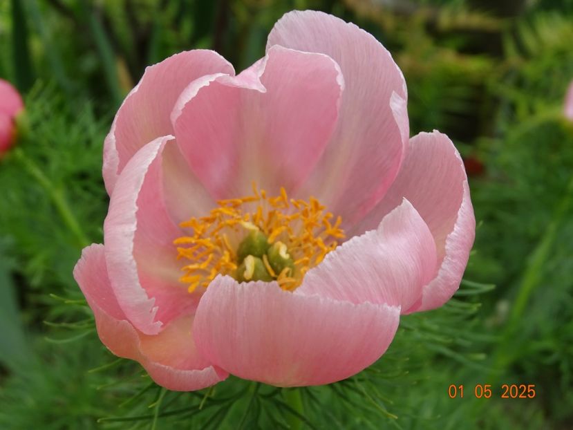 paeonia tenuifolia Rosea - Bujori 2025- Dobarland
