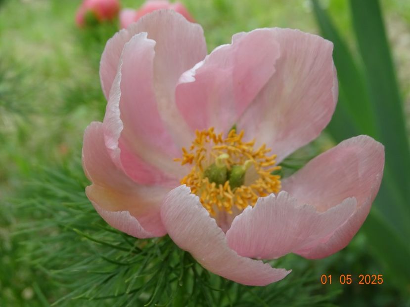 paeonia tenuifolia Rosea - Bujori 2025- Dobarland