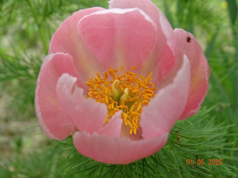 paeonia tenuifolia Rosea - Bujori 2025- Dobarland