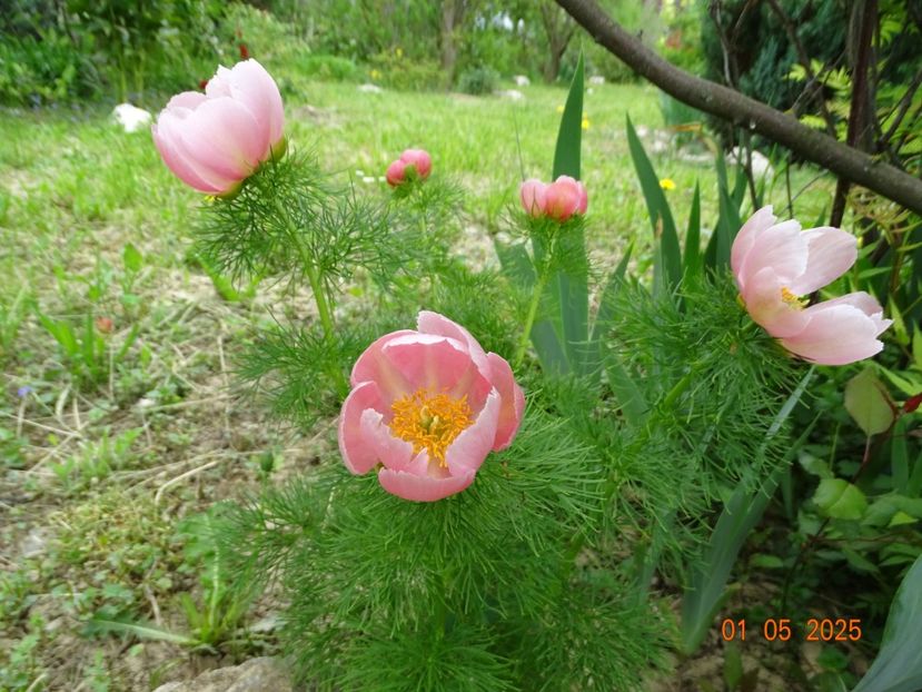 paeonia tenuifolia Rosea - Bujori 2025- 1