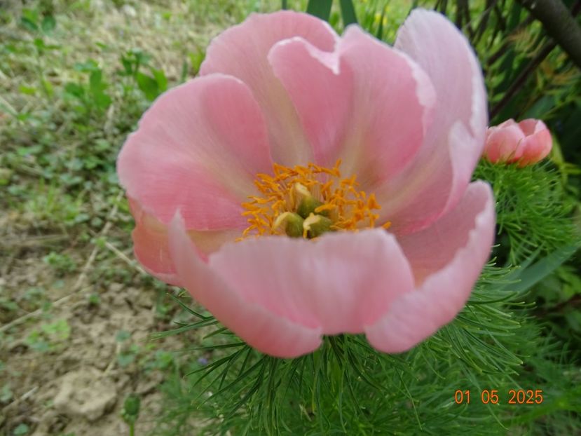 paeonia tenuifolia Rosea - Bujori 2025- Dobarland