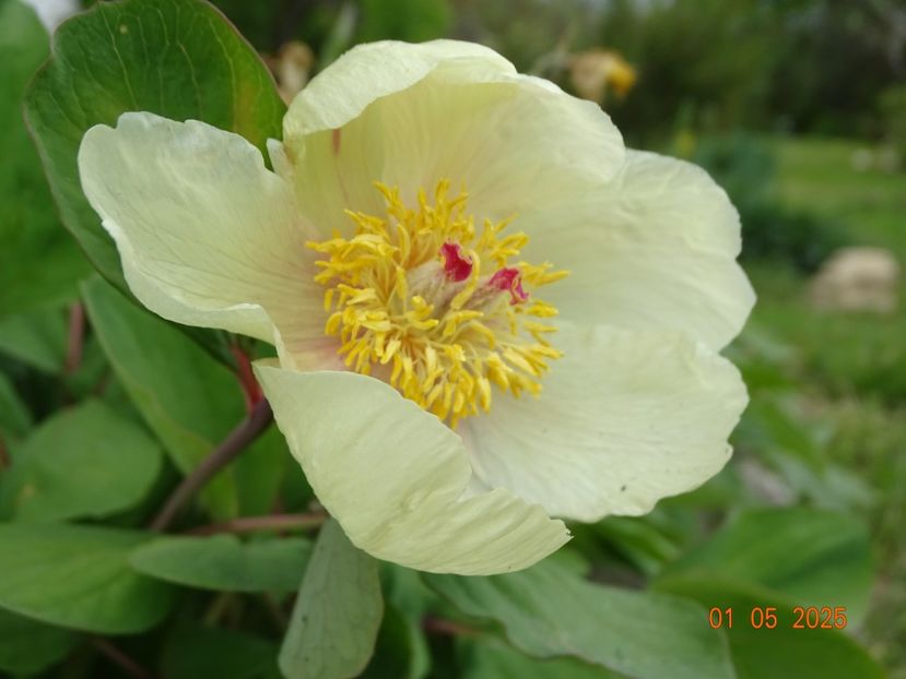 paeonia mlokosewitschii - Bujori 2025- 1