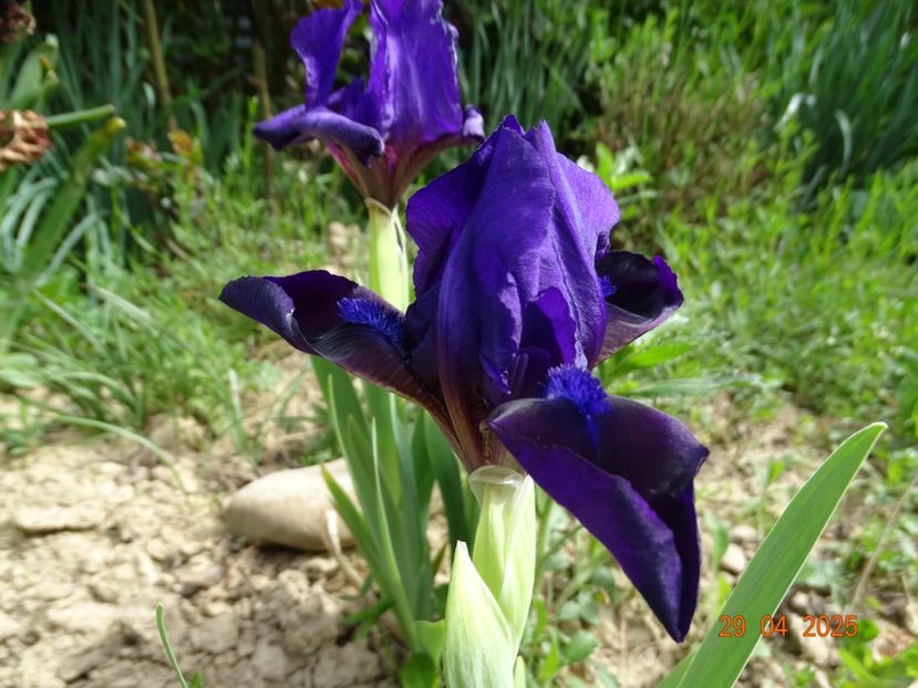  - Irisi 2025 -Dobarland