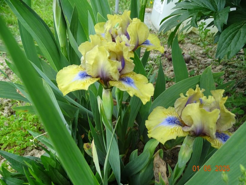  - Irisi 2025 -Dobarland