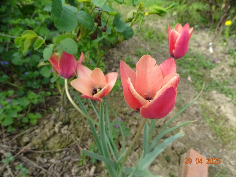 Tulipa Annika - Dobarland 2025 2