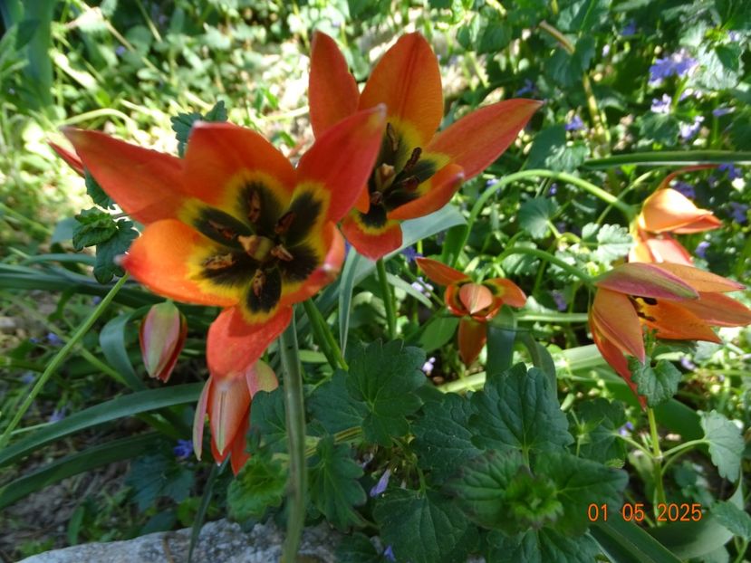 tulipa Little Princess - Dobarland 2025 2