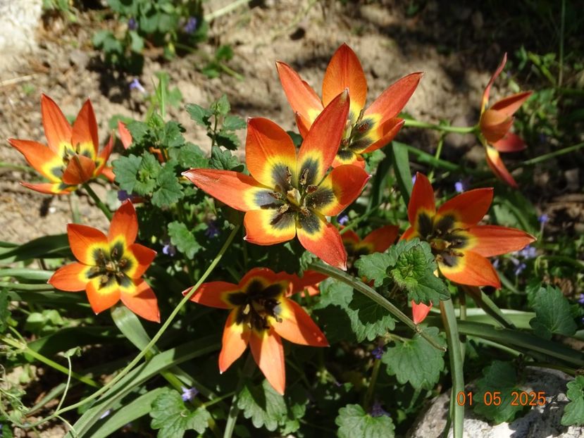 tulipa Little Princess - Dobarland 2025 2