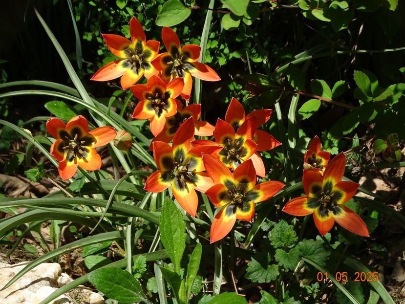 tulipa Little Princess - Dobarland 2025 2