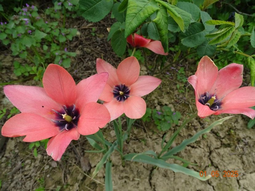 Tulipa Annika - Dobarland 2025 2