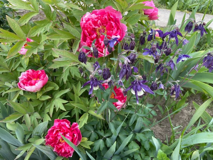  - 0005 - Gradina - 2025