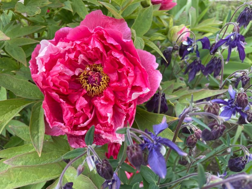  - 0005 - Gradina - 2025