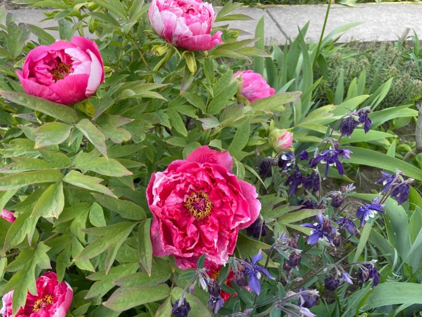  - 0005 - Gradina - 2025