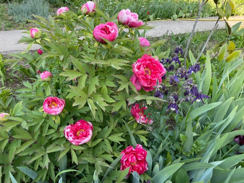  - 0005 - Gradina - 2025