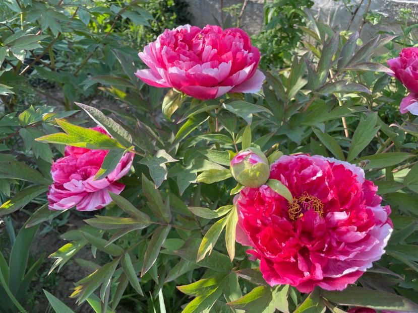  - 0005 - Gradina - 2025