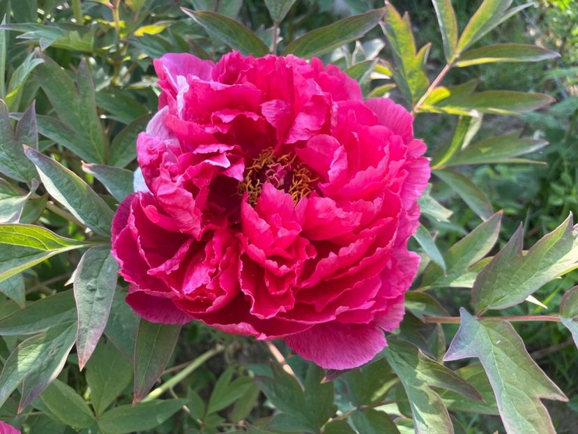  - 0005 - Gradina - 2025