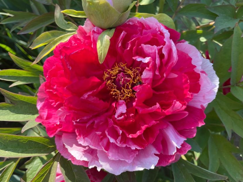  - 0005 - Gradina - 2025