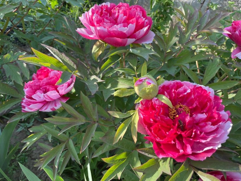  - 0005 - Gradina - 2025