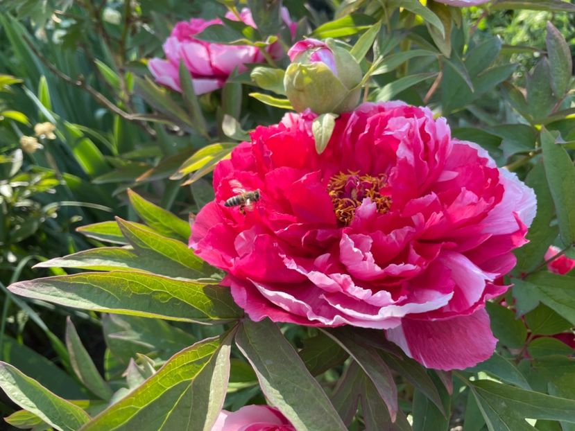  - 0005 - Gradina - 2025