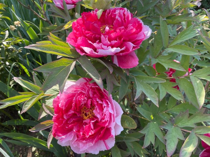  - 0005 - Gradina - 2025