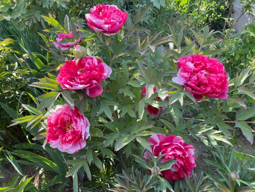  - 0005 - Gradina - 2025