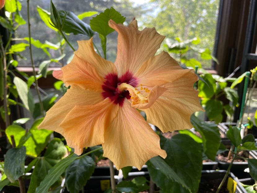  - 0005 - Gradina - 2025