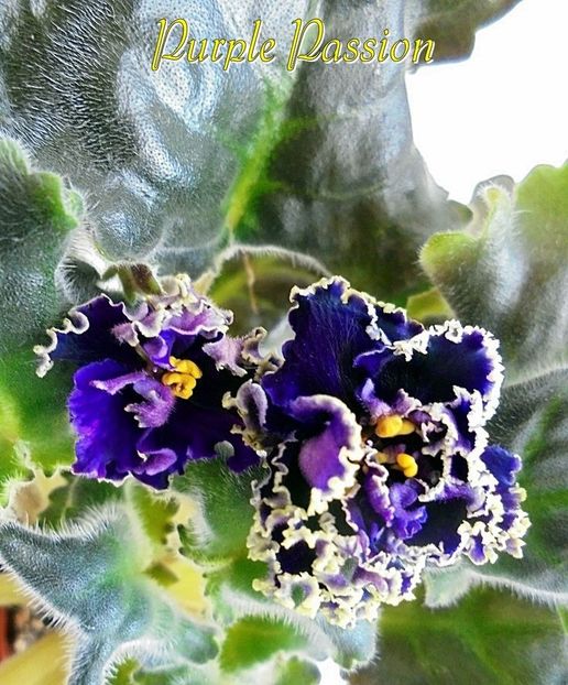 Poză net - Purple Passion