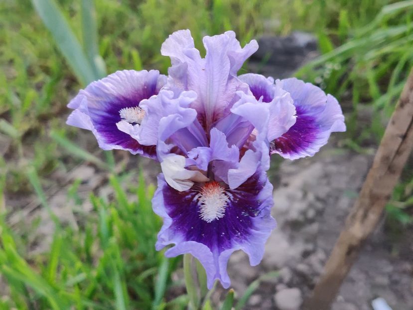  - Irisi pitici - prima inflorire