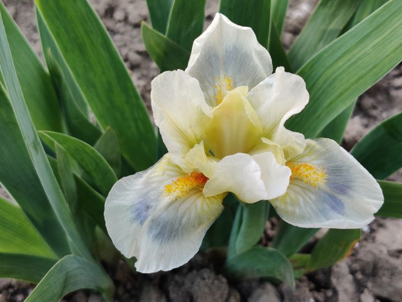 Spring into summer - Irisi pitici - prima inflorire